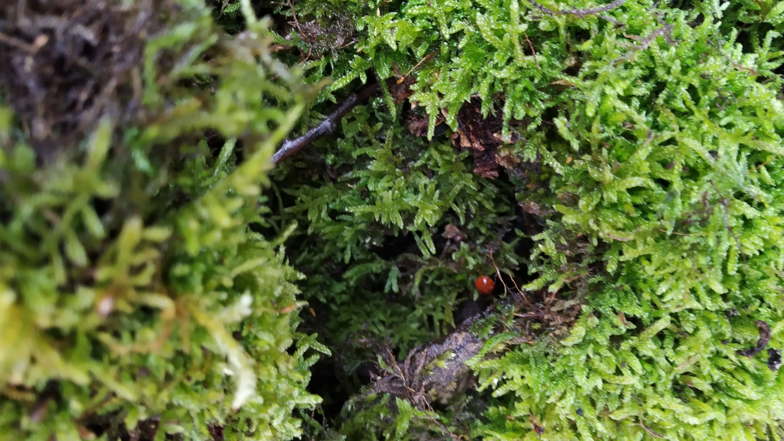 Hutten schieten en pijlen bouwen Hutten schieten en pijlen bouwen